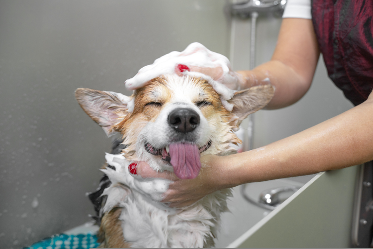 szampon do kąpieli psa weterynaryjne