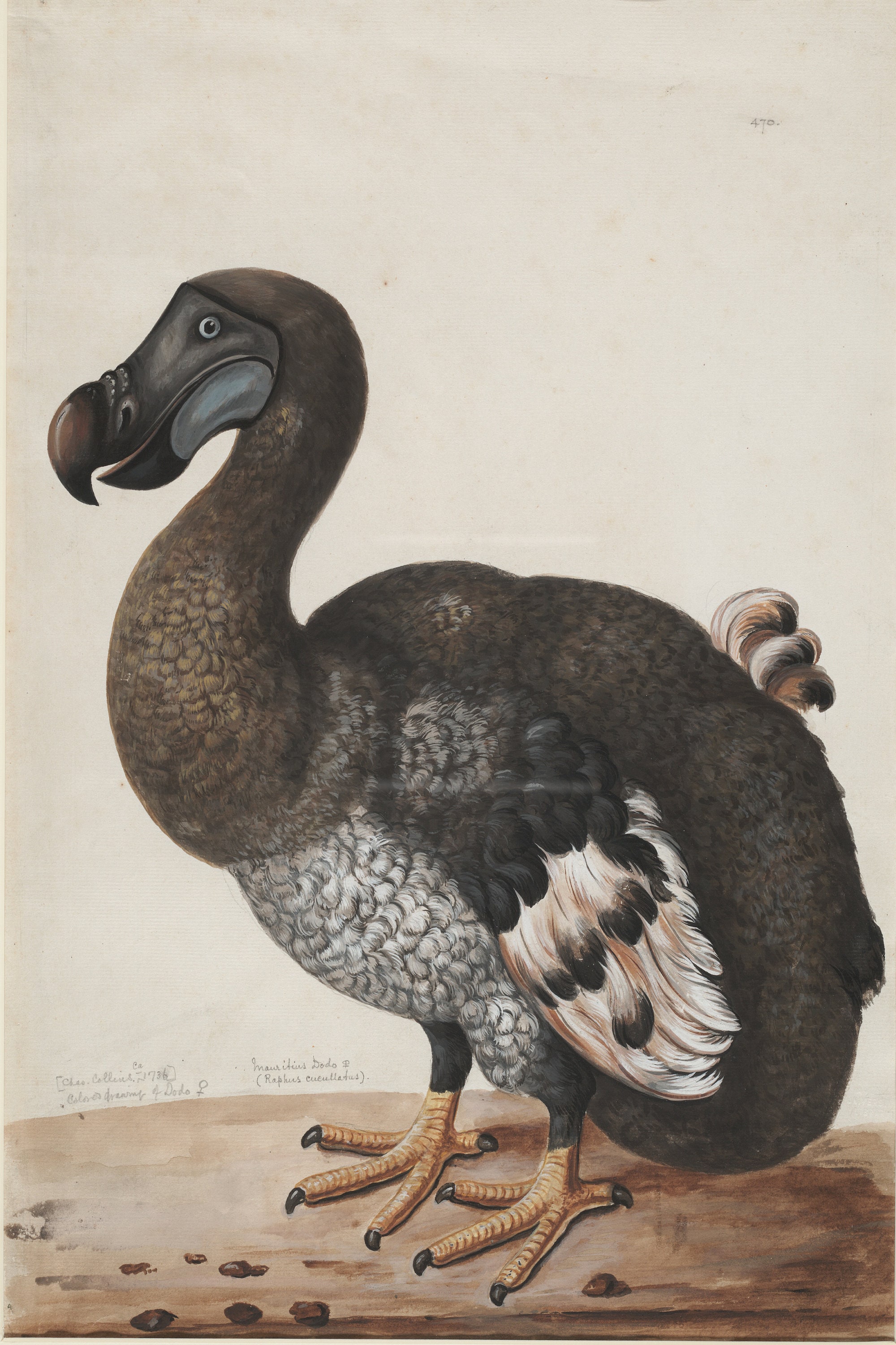 54 pieluchy dodo