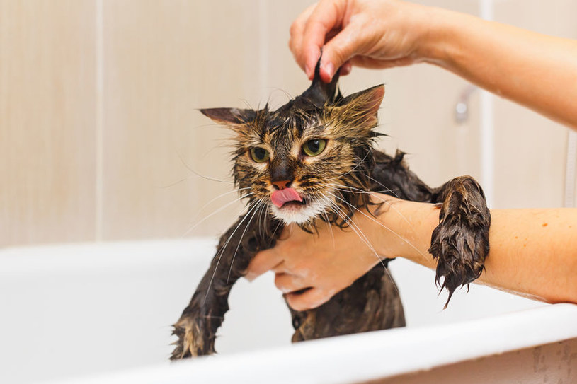 szampon na pchły dla psa czy można kąpać kota