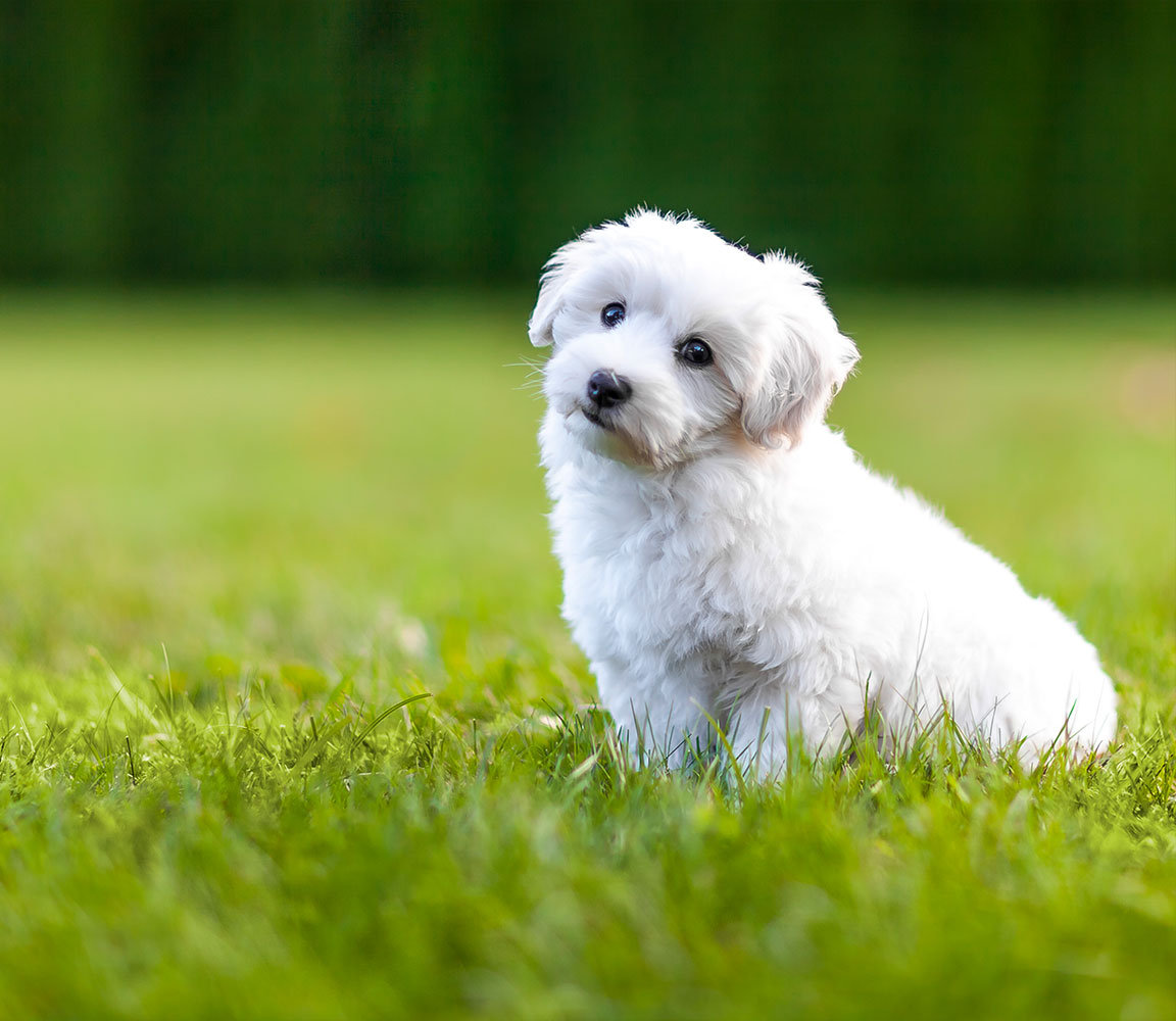 szampon dla rasy coton de tulear