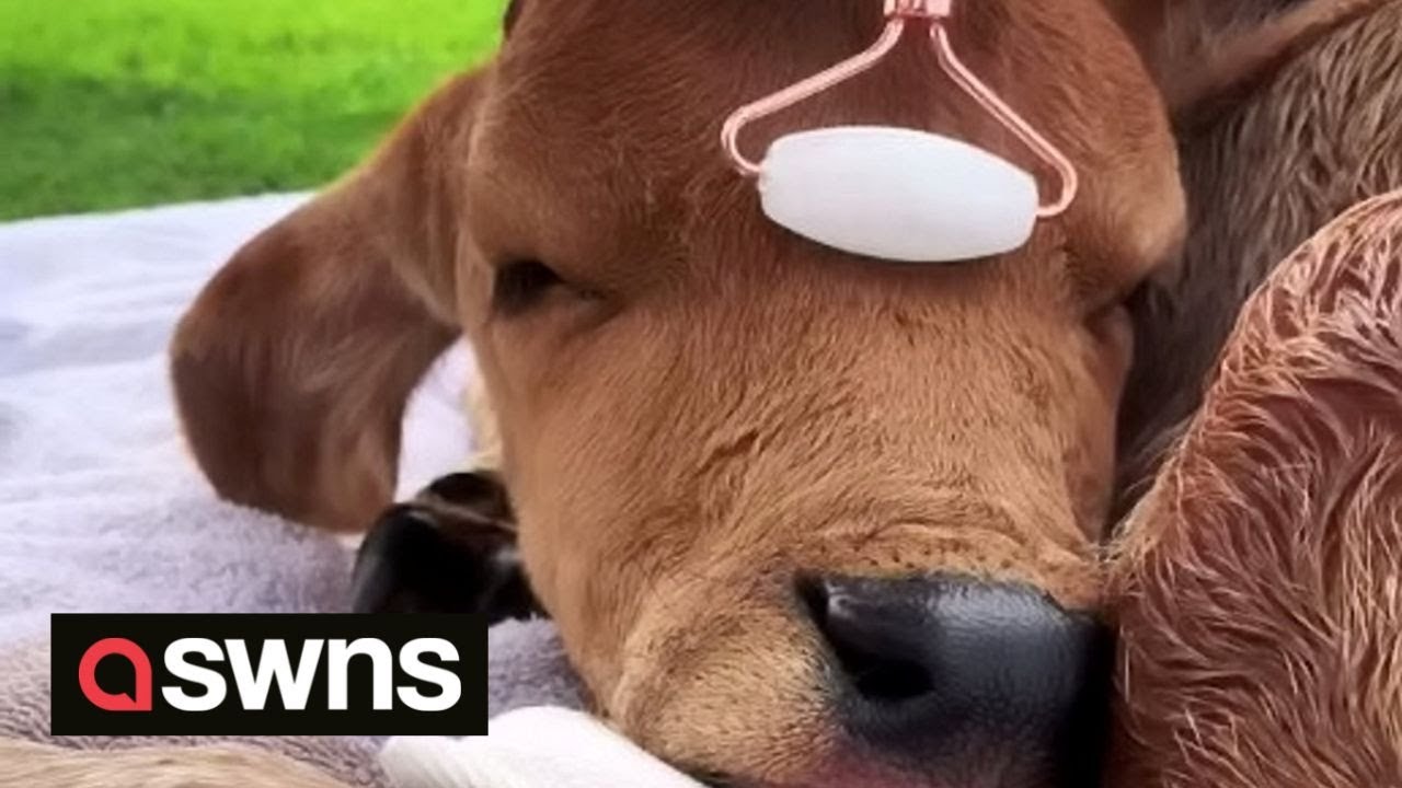 pampered cow