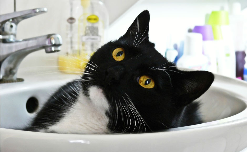 jak sprawdzic czy sie dobrze splukalo szampon z kota