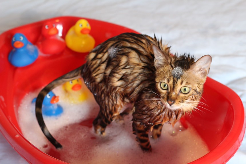 jaki szampon dla kota perskiego
