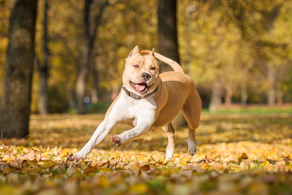 amstaff jaki szampon