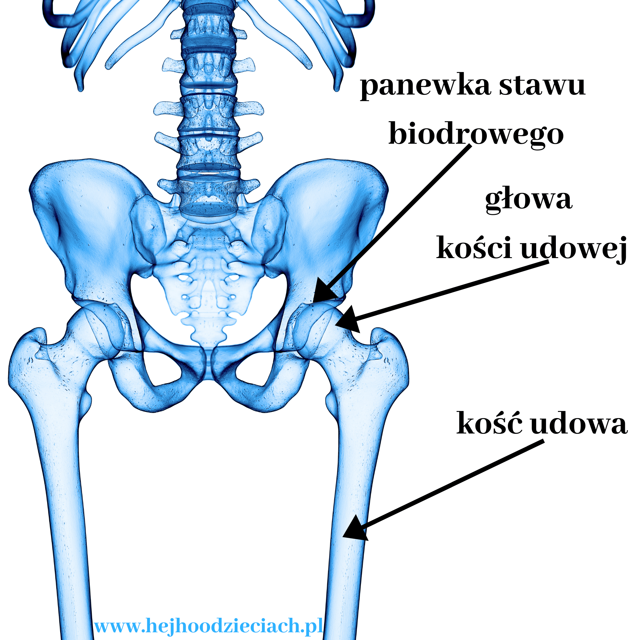 dysplazja stawu biodrowego u niemowląt a pieluchy wielorazowe