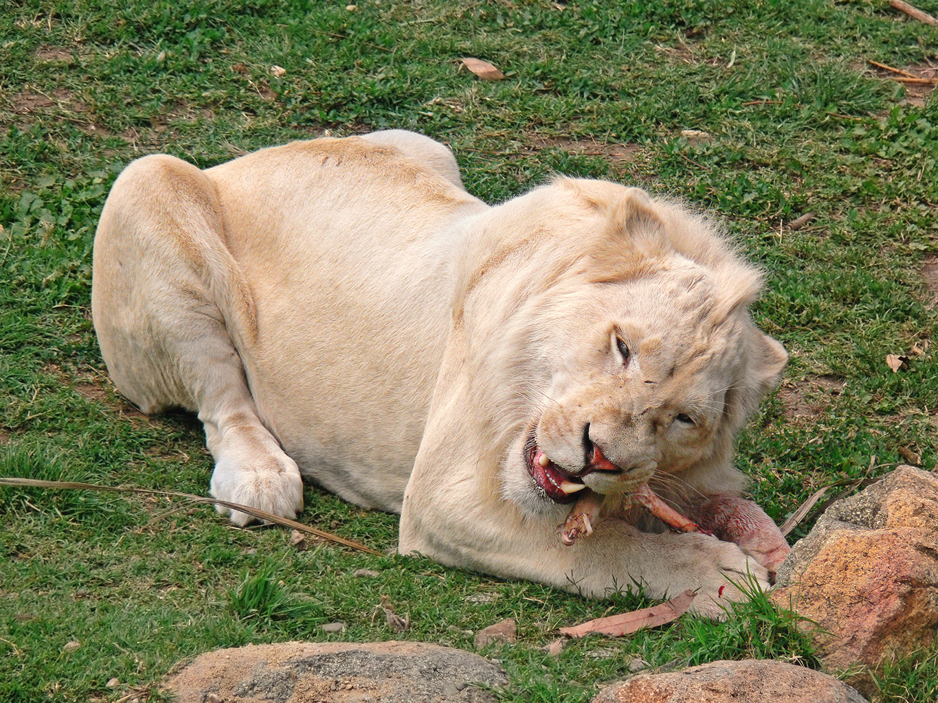 lion white