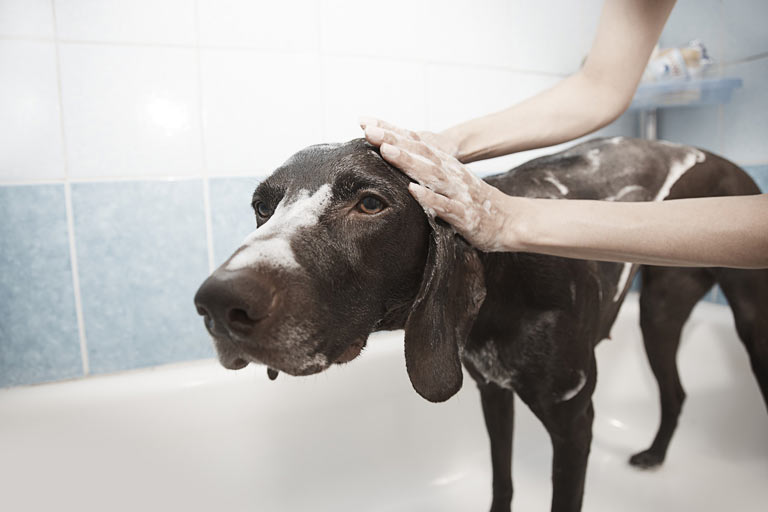 pies uczulenie na szampon
