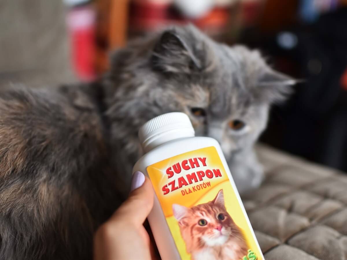suchy szampon dla kota brutyjskiego