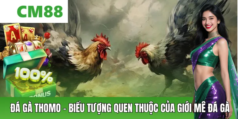Đá Gà Thomo – Trường Gà Huyền Thoại Và Trải Nghiệm Online