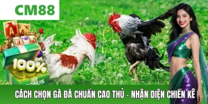 Cách Chọn Gà Đá Chuẩn Cao Thủ – Bách Chiến Bách Thắng