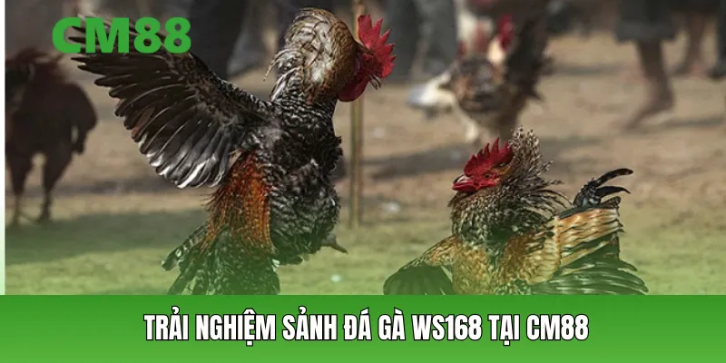 Trải nghiệm sảnh đá gà WS168 tại CM88