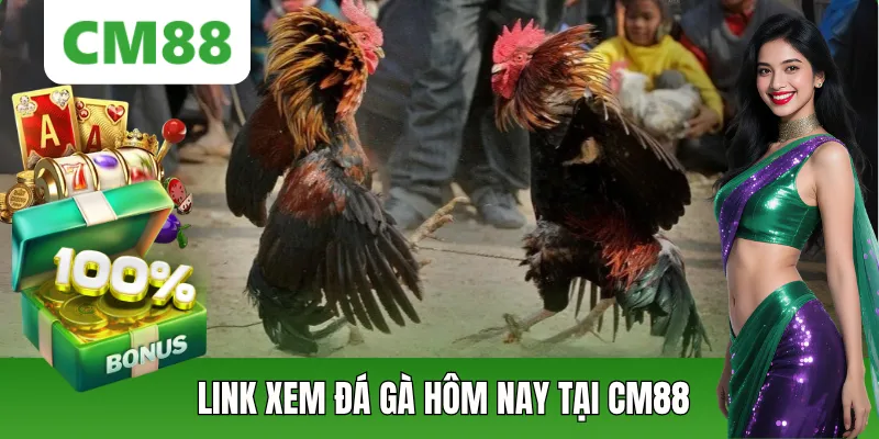 Link Xem Đá Gà Hôm Nay Mới Nhất Trực Tiếp HD Tại CM88
