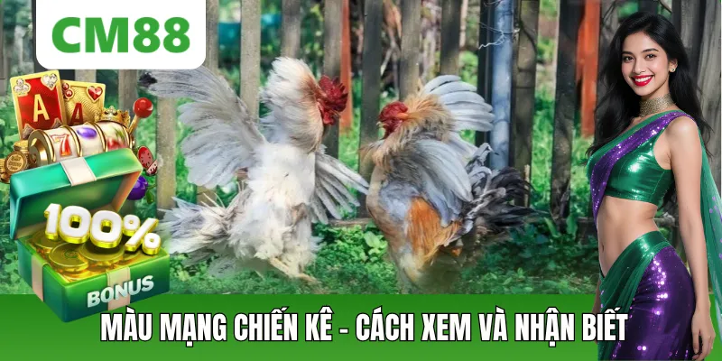 Màu Mạng Chiến Kê CM88: Cách Xem Màu Và Nhận Biết Cơ Bản