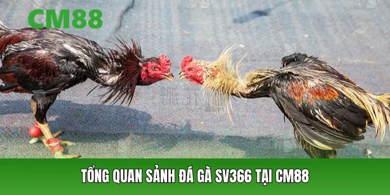 Tổng quan sảnh đá gà SV366 tại CM88