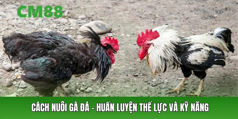 Cách nuôi gà đá – huấn luyện thể lực và kỹ năng