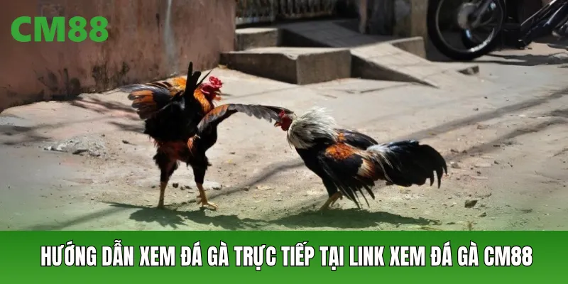 Hướng dẫn xem đá gà trực tiếp tại link xem đá gà CM88