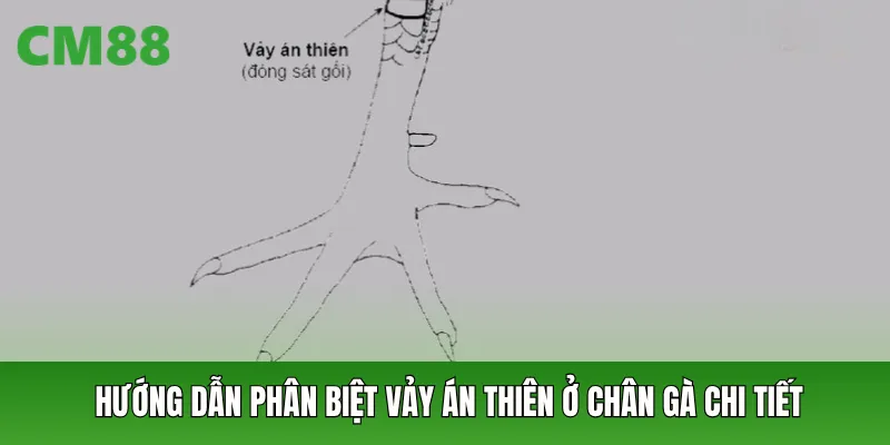Hướng dẫn phân biệt vảy án thiên ở chân gà chi tiết