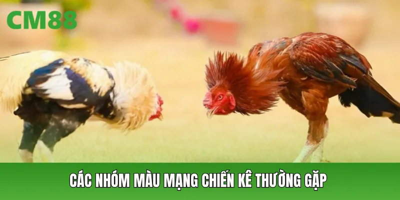 Các nhóm màu mạng chiến kê thường gặp
